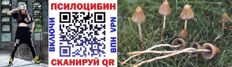 нарко площадка клад  купить закладку  Нововоронеж  Псилоцибиновые грибы MAGIC MUSHROOMS 